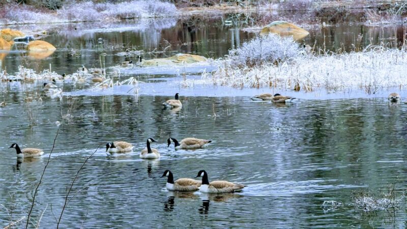Hopedale Parklands - Hopedale, MA