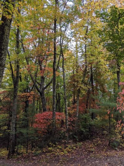 Betty Place Trail & Bluff Mountain Loop - Hot Springs, NC