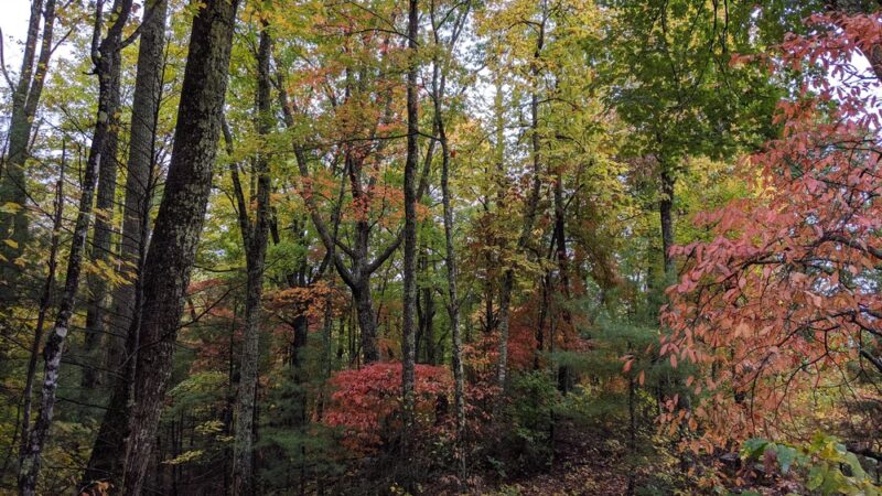 Betty Place Trail & Bluff Mountain Loop - Hot Springs, NC