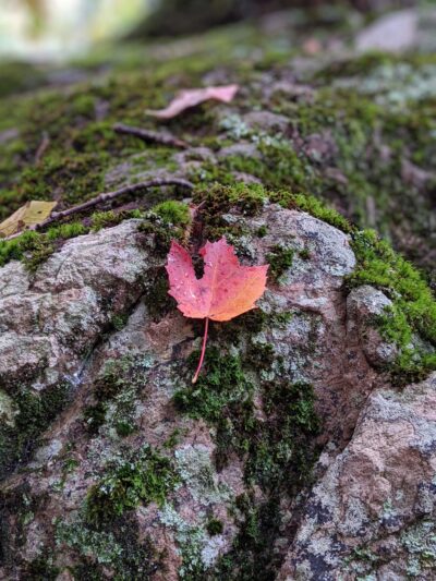 Betty Place Trail & Bluff Mountain Loop - Hot Springs, NC