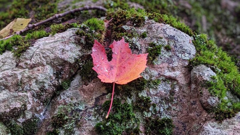 Betty Place Trail & Bluff Mountain Loop - Hot Springs, NC