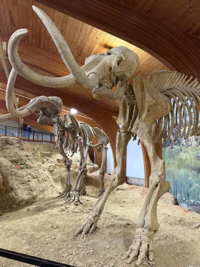 The Mammoth Site - Hot Springs, SD
