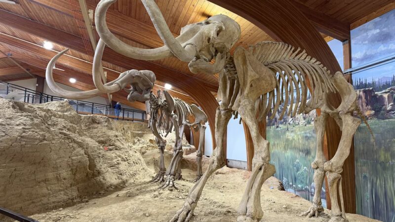 The Mammoth Site - Hot Springs, SD