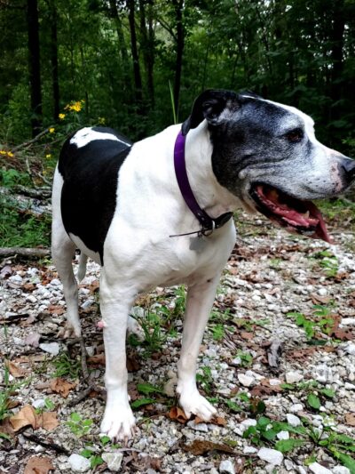 Byrnesville Skatepark - House Springs, MO