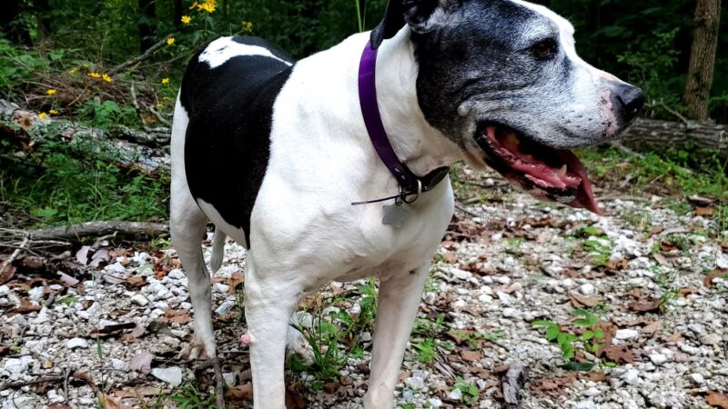 Byrnesville Skatepark - House Springs, MO