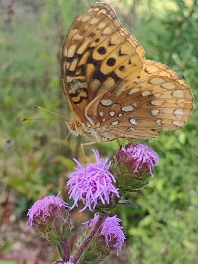 House Springs Park (County) - House Springs, MO