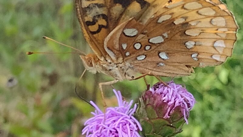 House Springs Park (County) - House Springs, MO