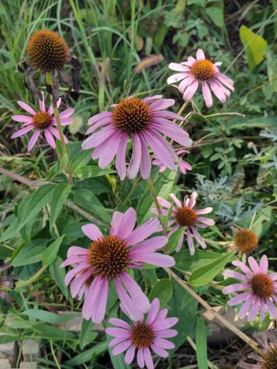 House Springs Park (County) - House Springs, MO