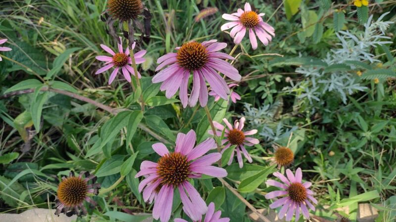 House Springs Park (County) - House Springs, MO