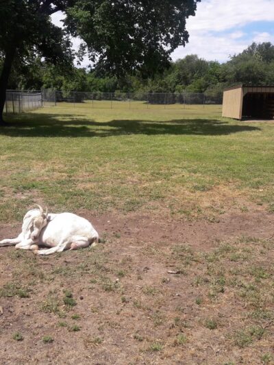 Bear Creek Pioneers Park - Houston, TX