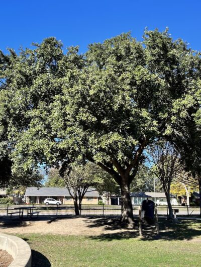 Briarmeadow Park - Houston, TX