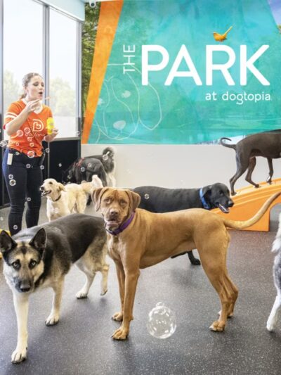 Dogtopia Houston Galleria - Houston, TX