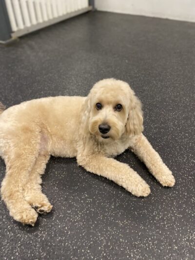 Dogtopia Houston Galleria - Houston, TX