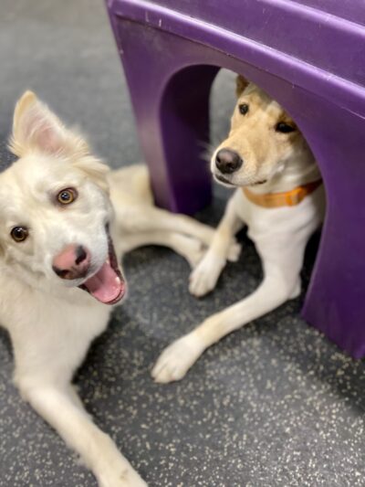 Dogtopia Houston Galleria - Houston, TX