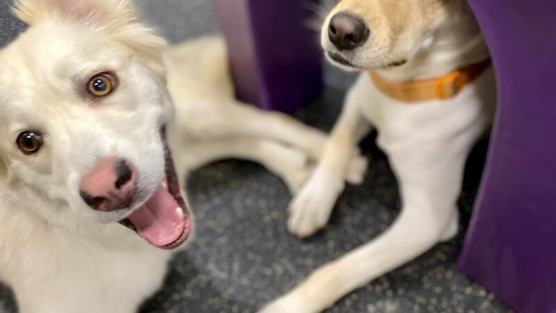 Dogtopia Houston Galleria - Houston, TX
