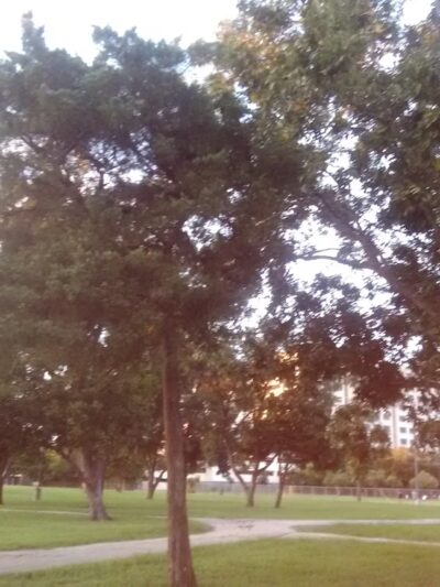 Forum Park - Houston, TX