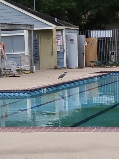 Krueger Park - Meadowgreen - Houston, TX