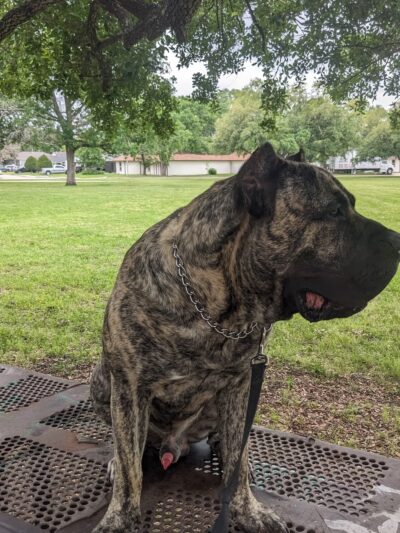 Southcrest Park - Houston, TX