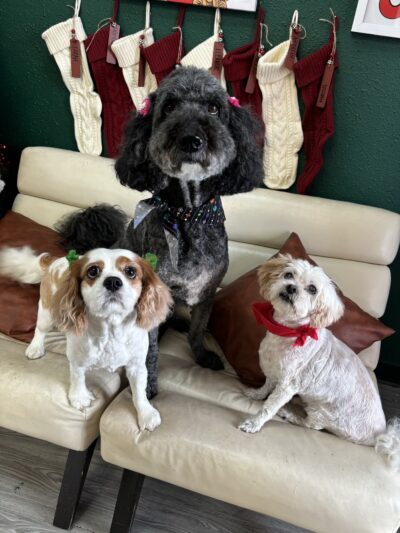 The BeautyBark LLC - Houston, TX