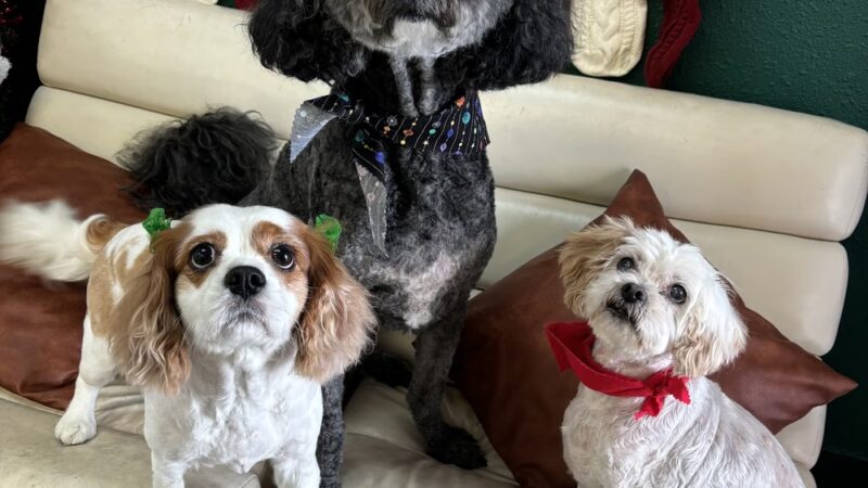 The BeautyBark LLC - Houston, TX