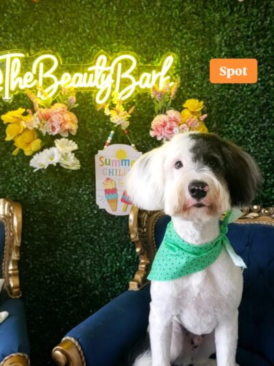 The BeautyBark LLC - Houston, TX