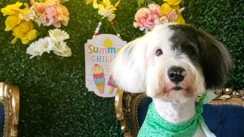 The BeautyBark LLC - Houston, TX