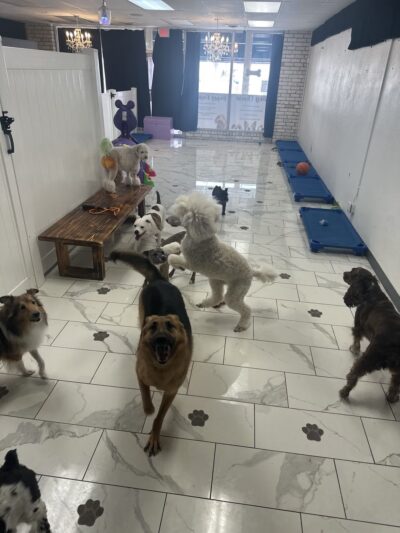 The BeautyBark LLC - Houston, TX