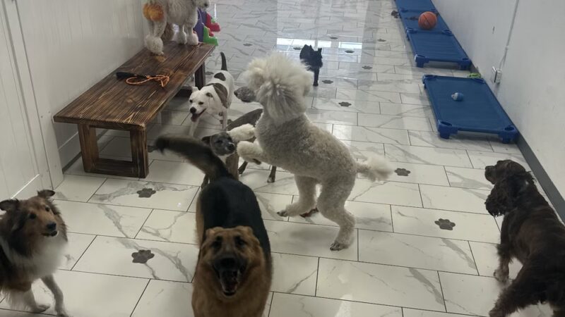 The BeautyBark LLC - Houston, TX