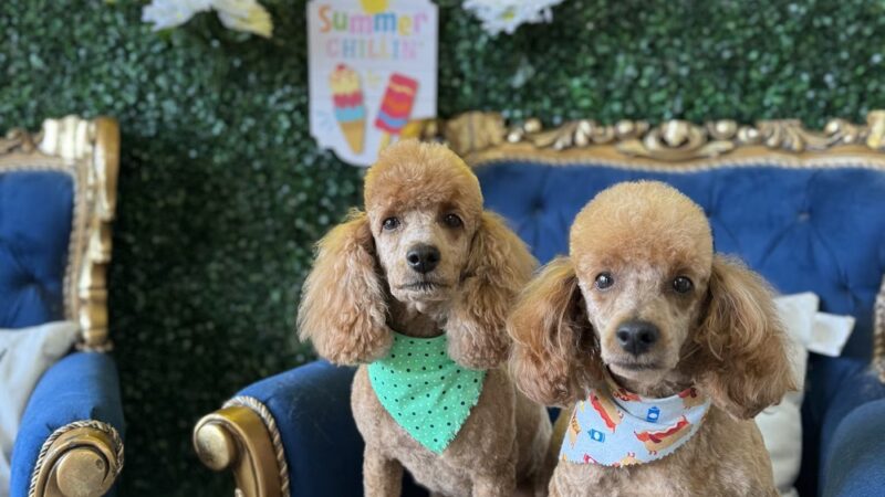 The BeautyBark LLC - Houston, TX