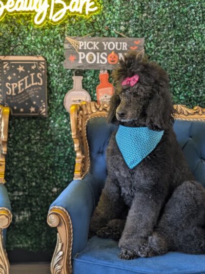 The BeautyBark LLC - Houston, TX