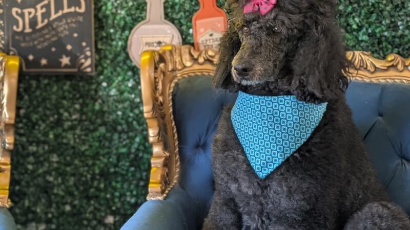 The BeautyBark LLC - Houston, TX
