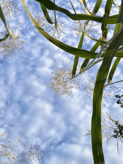 Westchase Library Loop Trail - Houston, TX