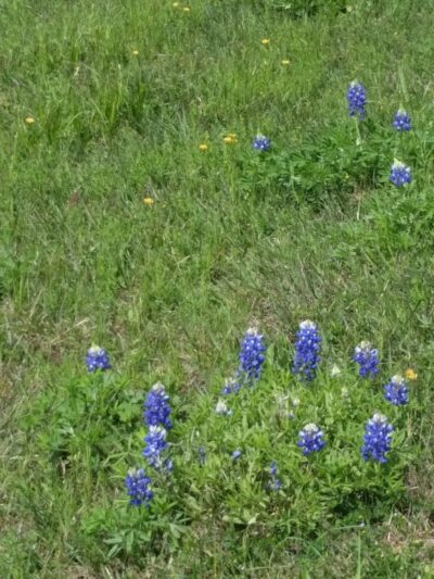 Wortham Park & Trail - Houston, TX