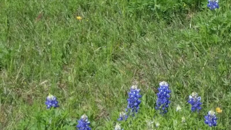 Wortham Park & Trail - Houston, TX