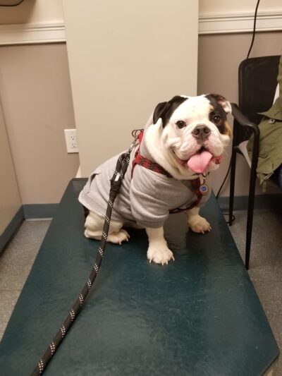 Howard Beach Animal Clinic PC - Howard Beach, NY