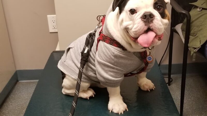 Howard Beach Animal Clinic PC - Howard Beach, NY