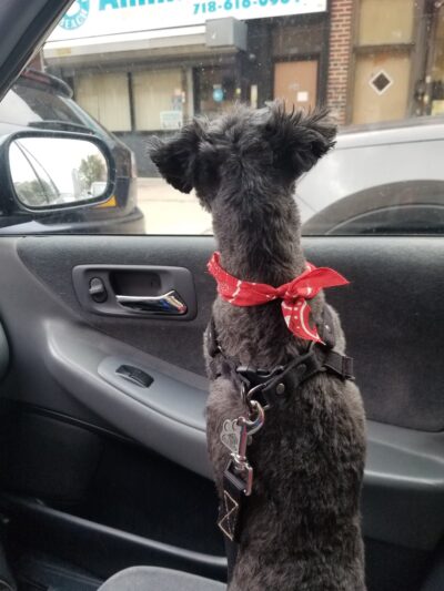 Howard Beach Animal Clinic PC - Howard Beach, NY