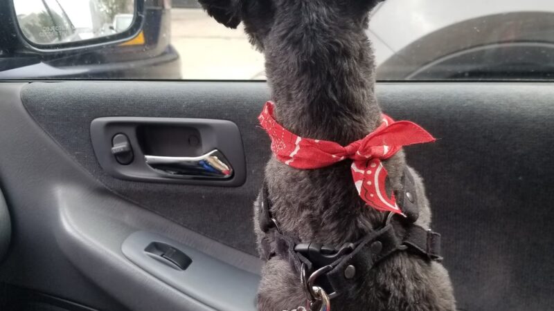 Howard Beach Animal Clinic PC - Howard Beach, NY