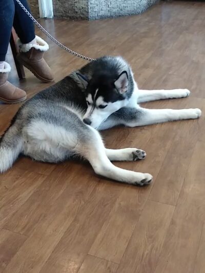 Howard Beach Animal Clinic PC - Howard Beach, NY