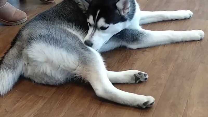 Howard Beach Animal Clinic PC - Howard Beach, NY