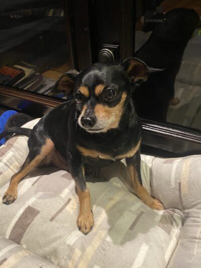 Howard Beach Animal Clinic PC - Howard Beach, NY