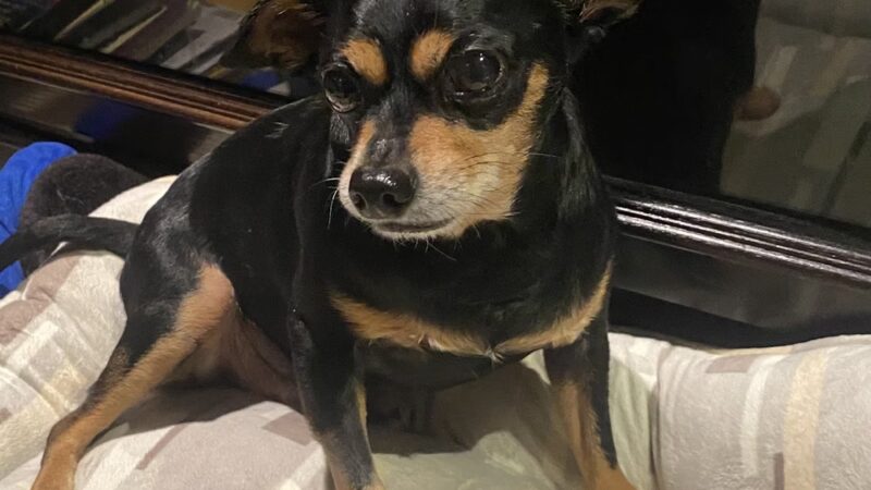 Howard Beach Animal Clinic PC - Howard Beach, NY