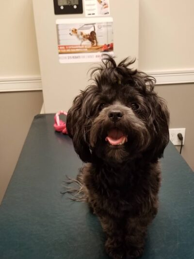 Howard Beach Animal Clinic PC - Howard Beach, NY