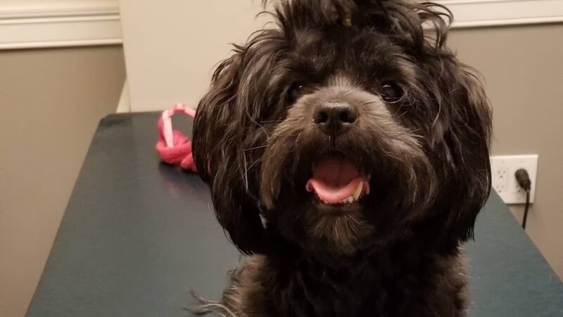 Howard Beach Animal Clinic PC - Howard Beach, NY