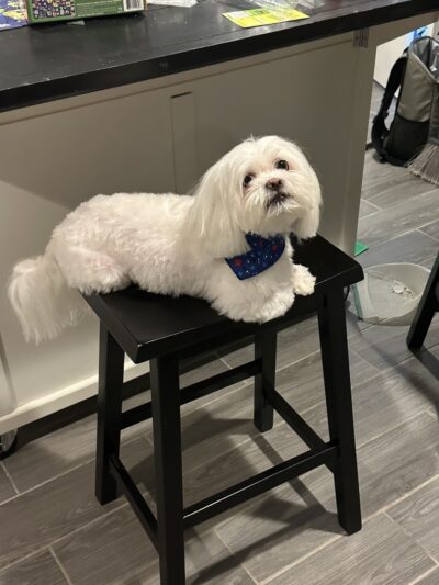 JustPawfection - Howard Beach, NY