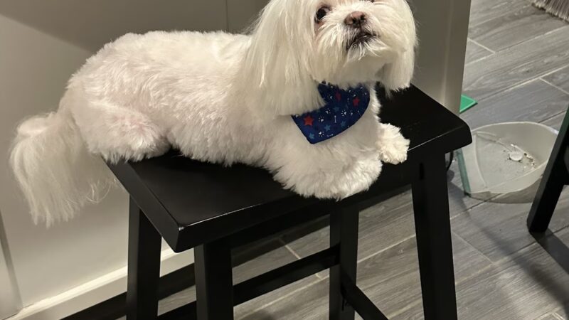 JustPawfection - Howard Beach, NY