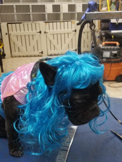 JustPawfection - Howard Beach, NY