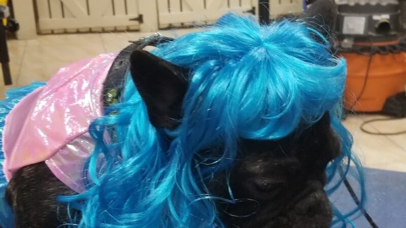 JustPawfection - Howard Beach, NY