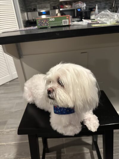 JustPawfection - Howard Beach, NY