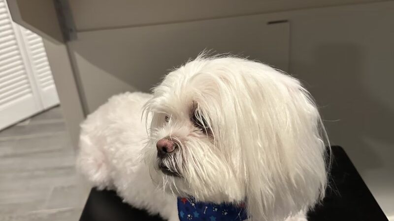 JustPawfection - Howard Beach, NY